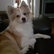 Vick participe au concours pour gagner de l'argent avec cette photo : dog, fluffy, indoor, couch, pet, animal, fur, relaxed, brown, white, ears, face, eyes, nose, paw, living_room, home, furniture, cute, companion