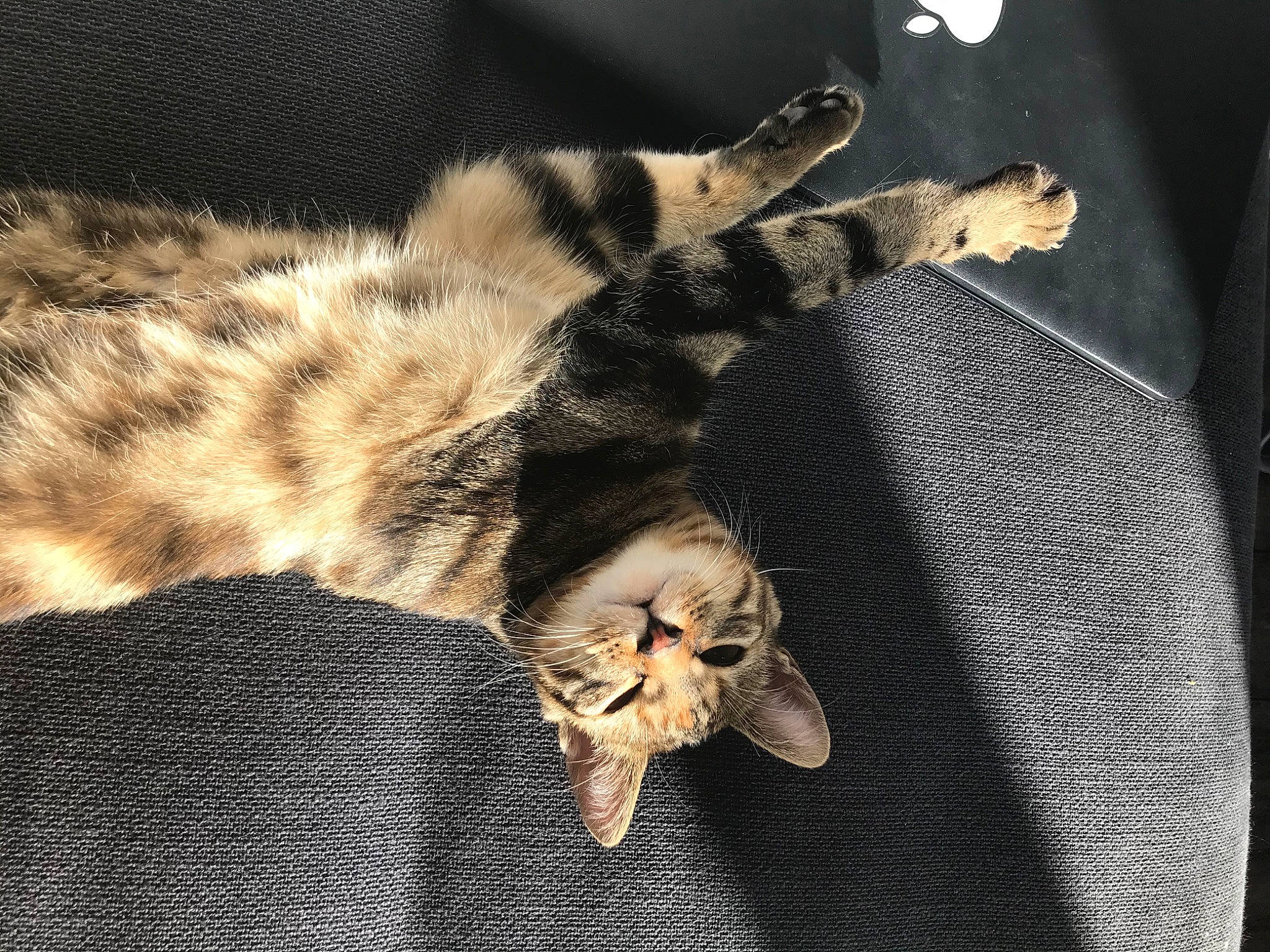 Kohana participe au concours pour gagner de l'argent avec cette photo : american_shorthair, asian, bengal, carnivore, cat, claw, dragon_li, egyptian_mau, european_shorthair, felidae, fur, kitten, mammal, ocicat, paw, small_to_medium_sized_cats, sokoke, tabby_cat, tail, whiskers