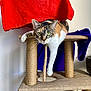 cat, calico_cat, pet, indoor, scratching_post, cat_tree, paw, green_eyes, whiskers, lounging, relaxed, fabric, rope, toy, platform, vertical_post, wall, household, cozy, portrait