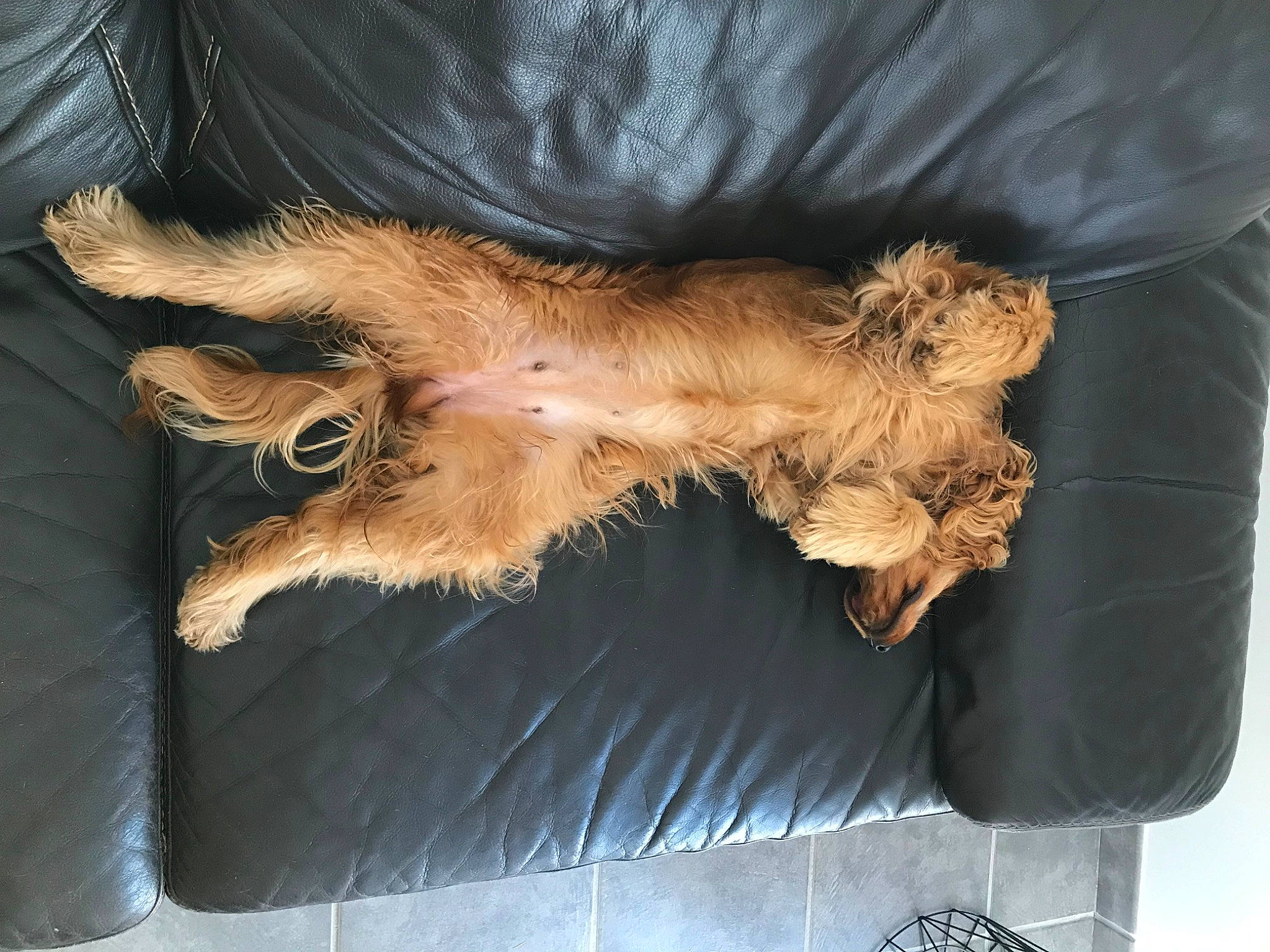 Olly a rejoint le concours — aidez-le/la à gagner de superbes lots ! australian_terrier, cairn_terrier, canidae, carnivore, companion_dog, dog, dog_breed, fawn, fur, hide, norwich_terrier, puppy, spaniel, terrier