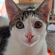 Cerise a rejoint le concours — aidez-le/la à gagner de superbes lots ! cat, kitten, pet, animal, close_up, portrait, wide_eyes, ears, whiskers, pink_nose, white_fur, tabby, face, staring, indoors, home, kitchen, blurred_background, soft_lighting, cute