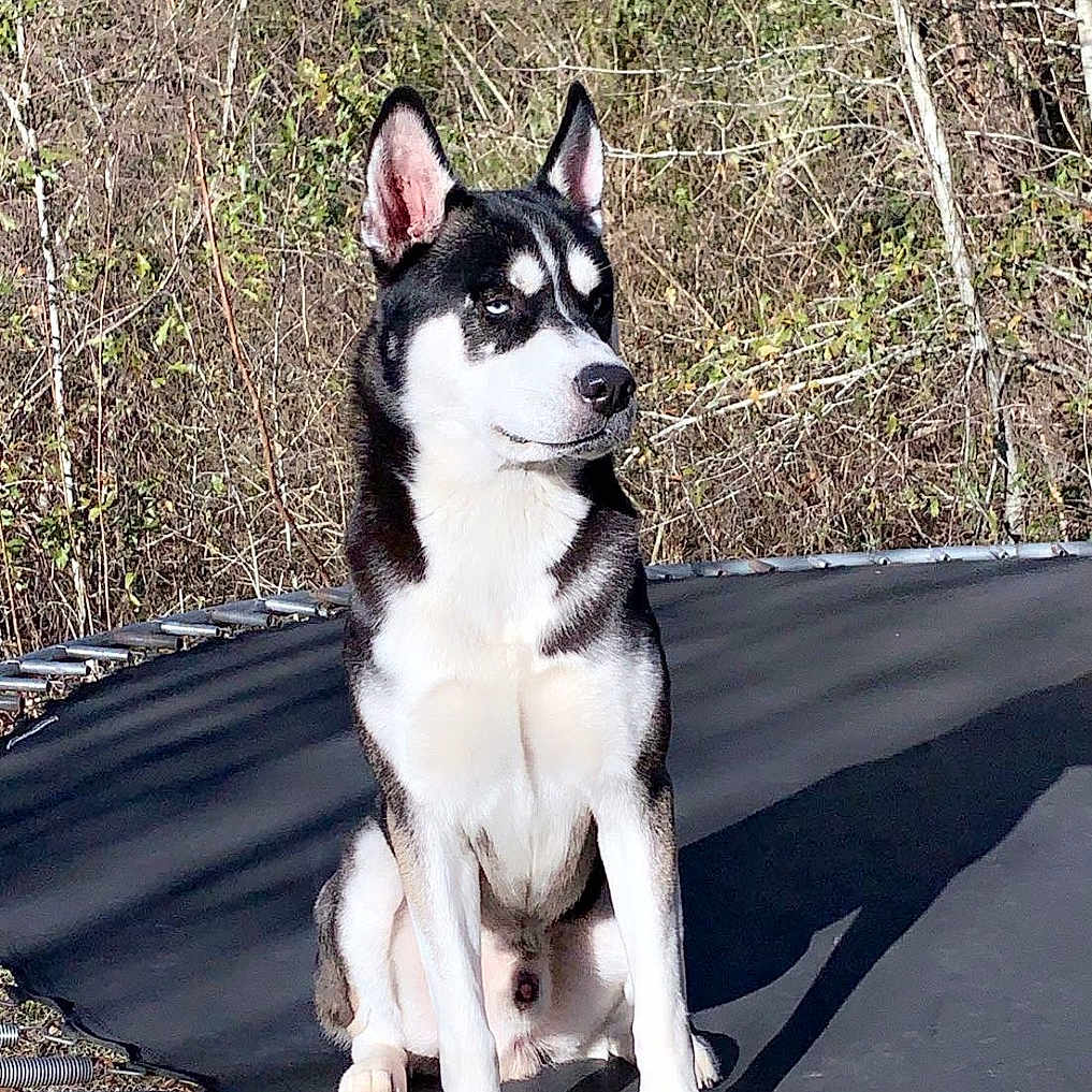 Ammo joined the competition — help win amazing prizes! animal, canine, dog, eskimodog, grass, grove, husky, jungle, land, nature, outdoors, pet, plant, puppy, rock, soil, trampoline, tree, vegetation, woodland