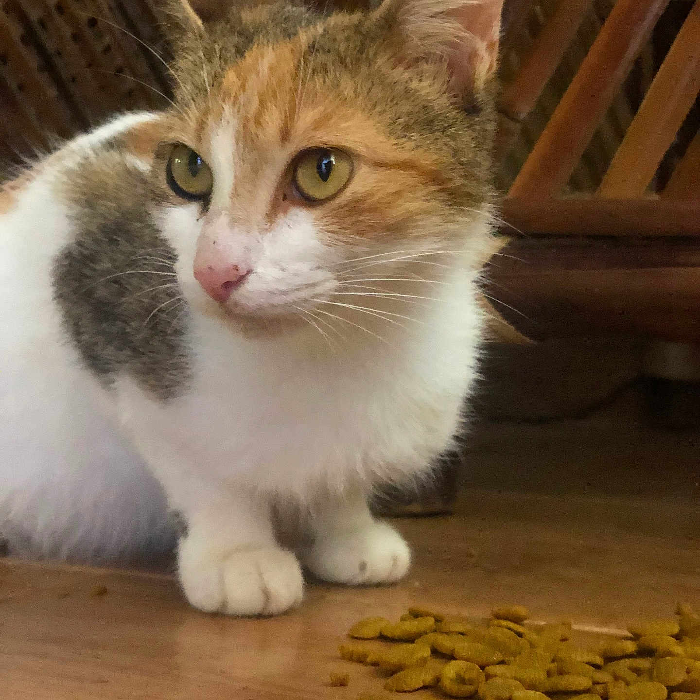 Misty is registered to the contest to win money with this photo: abyssinian, angora, animal, bean, bowl, cardamom, cat, food, hardwood, kitten, manx, nut, peanut, pet, plant, produce, spice, stainedwood, vegetable, wood