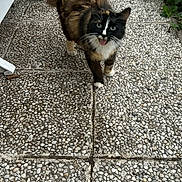 Anna participe au concours pour gagner de l'argent avec cette photo : cat, tortoiseshell_cat, fluffy, outdoor, patio, walkway, pebbles, garden, plants, lounge_chair, animal, pet, fur, black_fur, brown_fur, white_paws, blue_eyes, tongue_out, standing, photograph