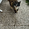 cat, tortoiseshell_cat, fluffy, outdoor, patio, walkway, pebbles, garden, plants, lounge_chair, animal, pet, fur, black_fur, brown_fur, white_paws, blue_eyes, tongue_out, standing, photograph