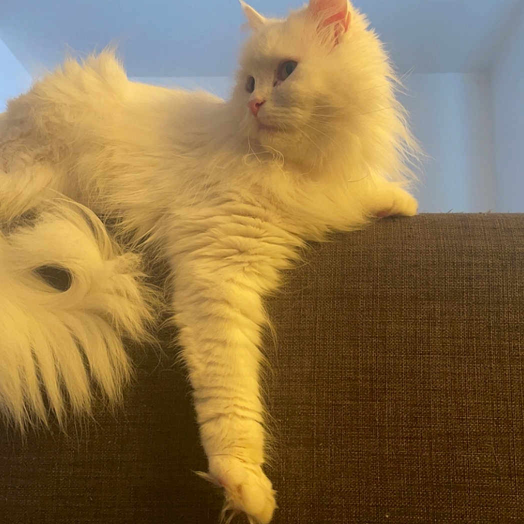 Bella