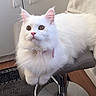cat, white_cat, fluffy, long_hair, pet, animal, portrait, sitting, barstool, chair, kitchen, cabinet, furniture, indoors, carpet, wood_floor, collar, pink_collar, whiskers, looking_at_camera