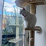 cat, white_cat, fluffy, long_hair, pet, animal, sitting, cat_tree, scratching_post, window, indoors, home, daylight, outdoor_view, balcony, plants, blue_sky, clouds, collar, cute