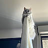 cat, white_cat, fluffy, longhaired, pet, animal, feline, portrait, indoors, home, curtain, fabric, perched, sitting, looking_at_camera, ears, whiskers, blue_screen, window, funny