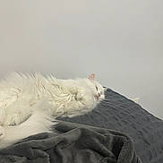 Bella a rejoint le concours — aidez-le/la à gagner de superbes lots ! cat, white_cat, sleeping, fluffy, longhaired, pet, animal, bed, blanket, gray_blanket, bedroom, indoors, relaxed, resting, closed_eyes, pink_nose, whiskers, fur, cozy, portrait