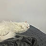 cat, white_cat, sleeping, fluffy, longhaired, pet, animal, bed, blanket, gray_blanket, bedroom, indoors, relaxed, resting, closed_eyes, pink_nose, whiskers, fur, cozy, portrait