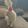 cat, white_cat, fluffy, long_hair, crown, pink_crown, pet, animal, sitting, sofa, couch, living_room, indoors, window, sunlight, tail, fur, cute, royal, portrait
