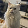 cat, white_cat, fluffy, long_hair, fur, whiskers, ears, eyes, nose, portrait, close_up, indoors, home, furniture, blurred_background, warm_lighting, sitting, pet, animal, photography