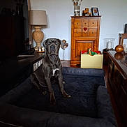 Ace a rejoint le concours — aidez-le/la à gagner de superbes lots ! dog, pet_bed, living_room, furniture, lamp, cabinet, wooden_furniture, home_decor, indoor, floor, candle_holder, television, toy_box, calm, sitting, large_dog, blue_eyes, flooring, photography, domestic