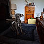 dog, pet_bed, living_room, furniture, lamp, cabinet, wooden_furniture, home_decor, indoor, floor, candle_holder, television, toy_box, calm, sitting, large_dog, blue_eyes, flooring, photography, domestic