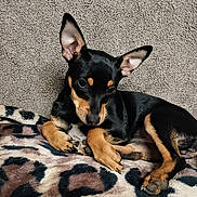 Chantel is registered to the contest to win money with this photo: animal, black, blanket, canine, companion, cozy, cute, dog, ears, fur, indoor, lying_down, patterned_blanket, pet, puppy, relaxed, resting, small_dog, soft_texture, tan