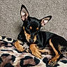 animal, black, blanket, canine, companion, cozy, cute, dog, ears, fur, indoor, lying_down, patterned_blanket, pet, puppy, relaxed, resting, small_dog, soft_texture, tan