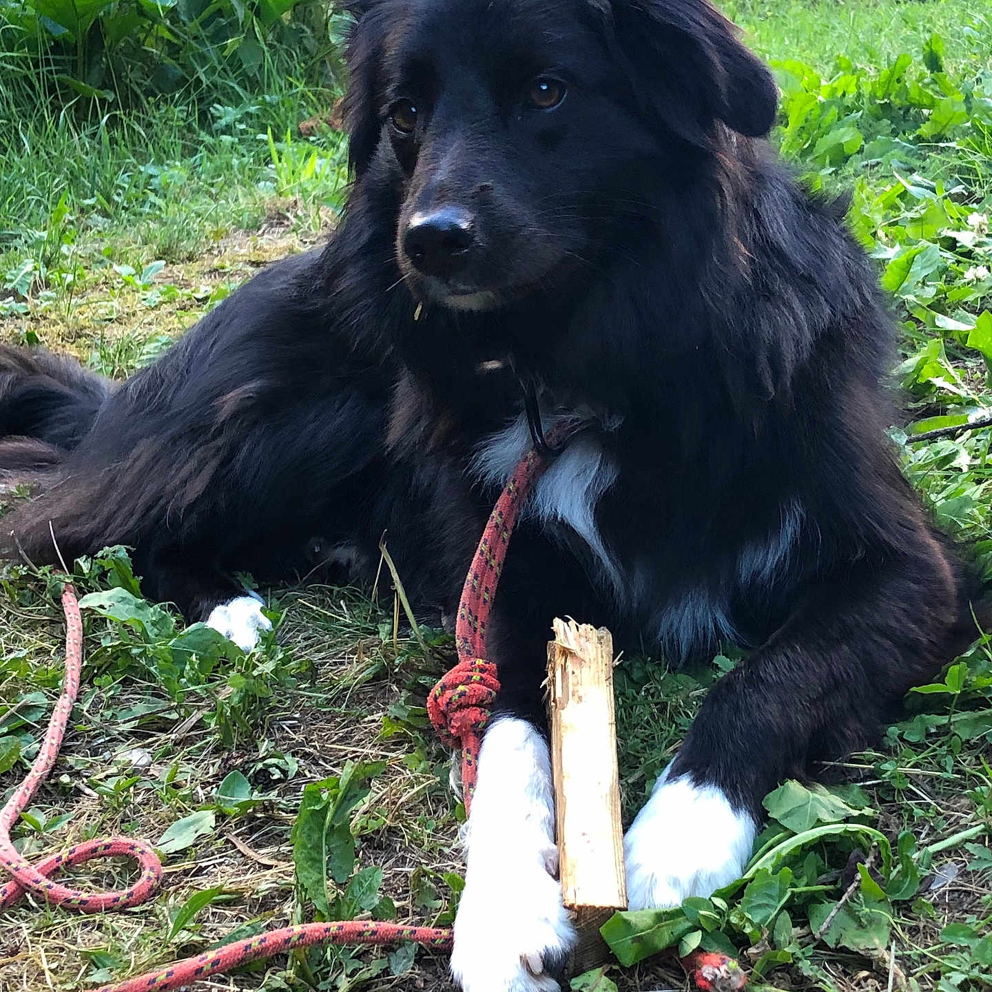 Freya a rejoint le concours — aidez-le/la à gagner de superbes lots ! animal, ball, canine, dog, grass, green, herbal, herbs, nature, outdoors, pet, plant, puppy, rock, soil, sport, tennis, tennisball, tree, vegetation