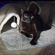 Onyx joined the competition — help win amazing prizes! animal, black_cat, cat, cat_tent, comfort, cozy, curious, feline, fur, gray_mat, household, indoor, pet, pet_bed, pom_pom, relaxed, soft_texture, stretching, wooden_floor, yellow_eyes