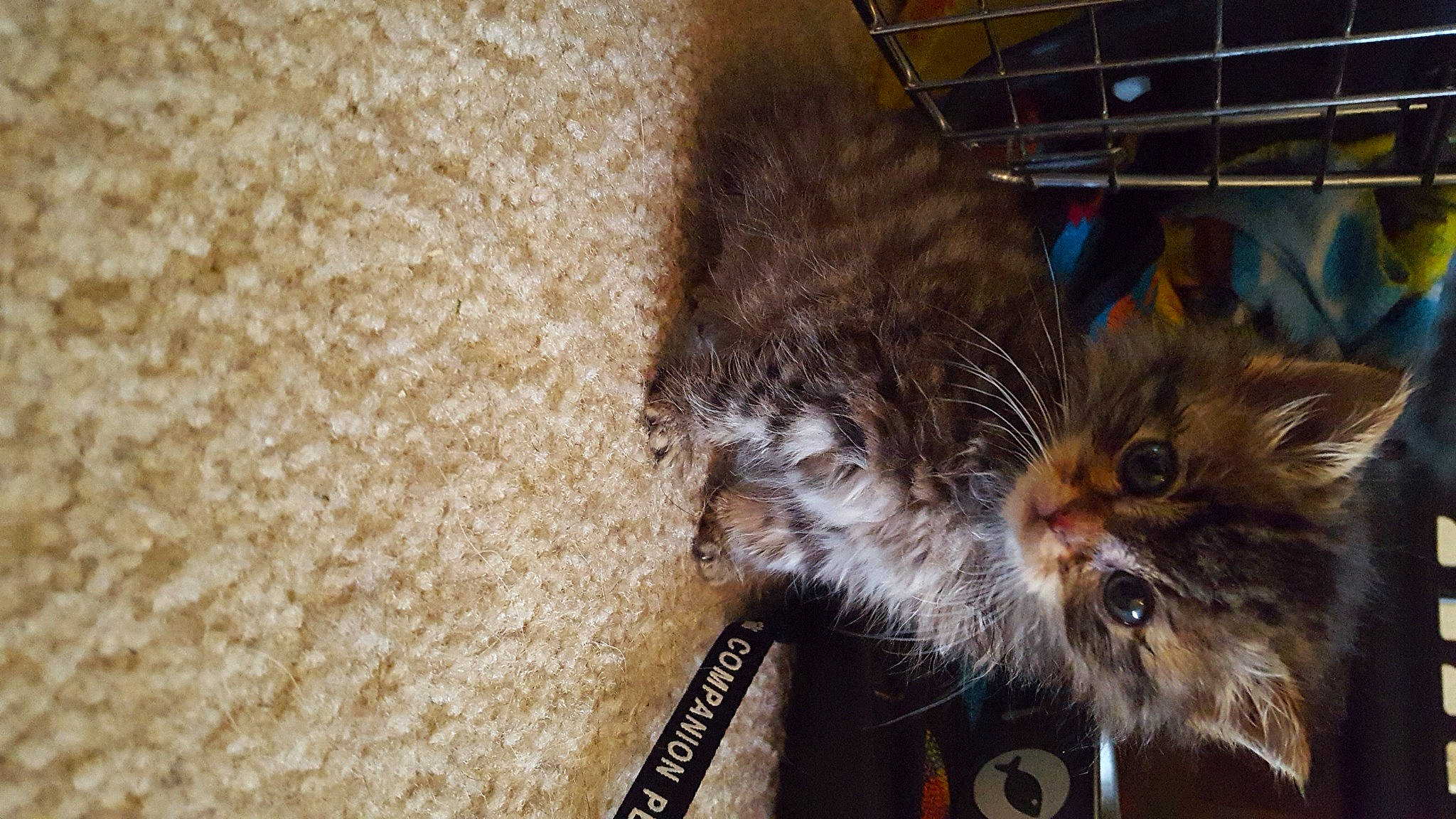 Rizzo joined the competition — help win amazing prizes! box, british_longhair, carnivore, cat, claw, domestic_short_haired_cat, fawn, felidae, fur, paw, small_to_medium_sized_cats, snout, tail, terrestrial_animal, whiskers