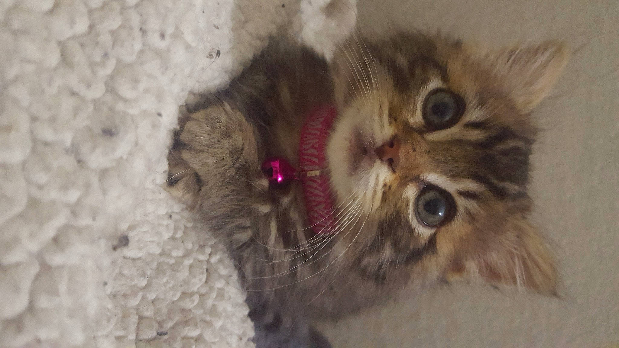 Rizzo is registered to the contest to win money with this photo: carnivore, cat, claw, domestic_short_haired_cat, eye, fawn, felidae, fur, head, paw, small_to_medium_sized_cats, snout, tail, terrestrial_animal, whiskers