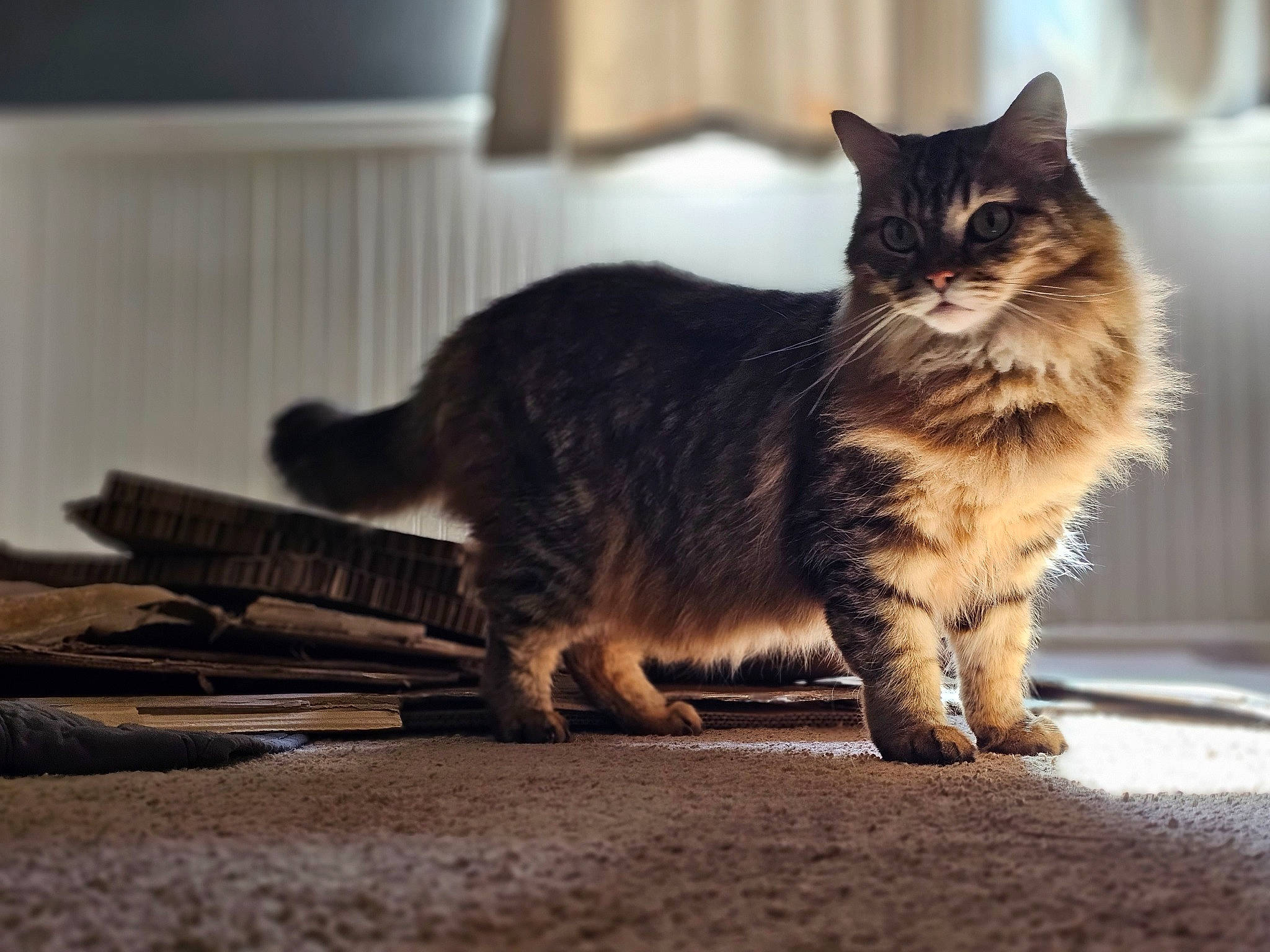Rizzo is registered to the contest to win money with this photo: asphalt, carnivore, cat, claw, comfort, domestic_short_haired_cat, felidae, floor, flooring, fur, grey, human_leg, paw, plant, road_surface, small_to_medium_sized_cats, snout, tail, whiskers, wood