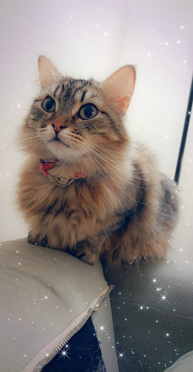 Rizzo joined the competition — help win amazing prizes! box, carnivore, cat, claw, domestic_short_haired_cat, felidae, fur, maine_coon, paw, small_to_medium_sized_cats, snout, whiskers