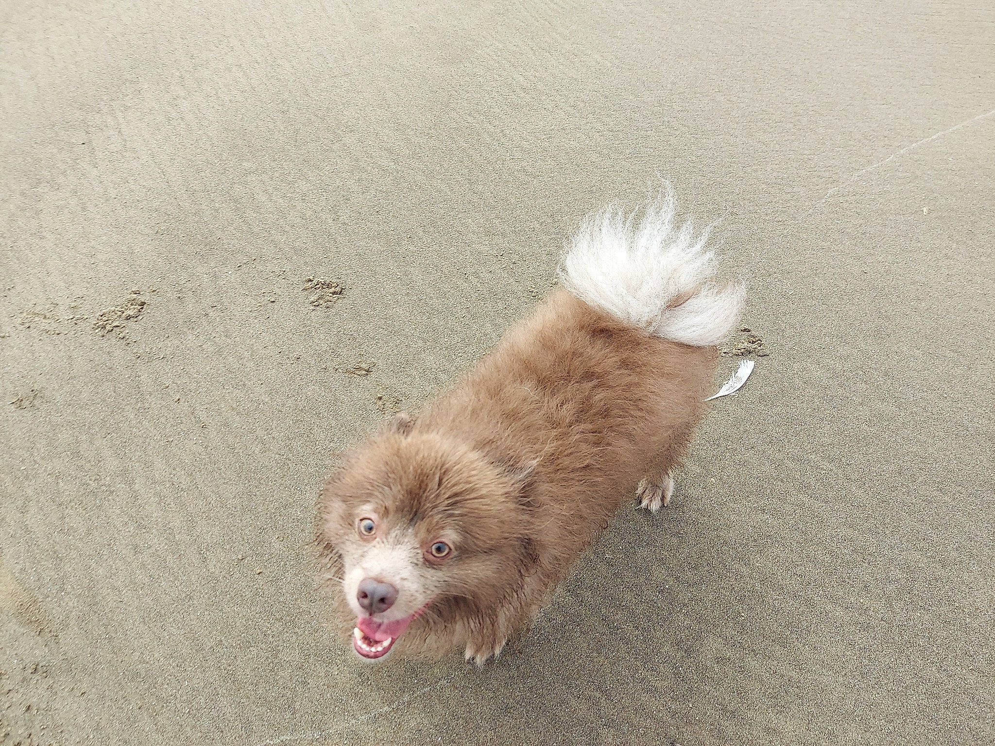 Flynn is registered to the contest to win money with this photo: asphalt, canidae, carnivore, companion_dog, dog, dog_breed, fawn, fur, german_spitz, german_spitz_klein, german_spitz_mittel, liver, snout, sporting_group, terrestrial_animal, terrier, whiskers, wildlife