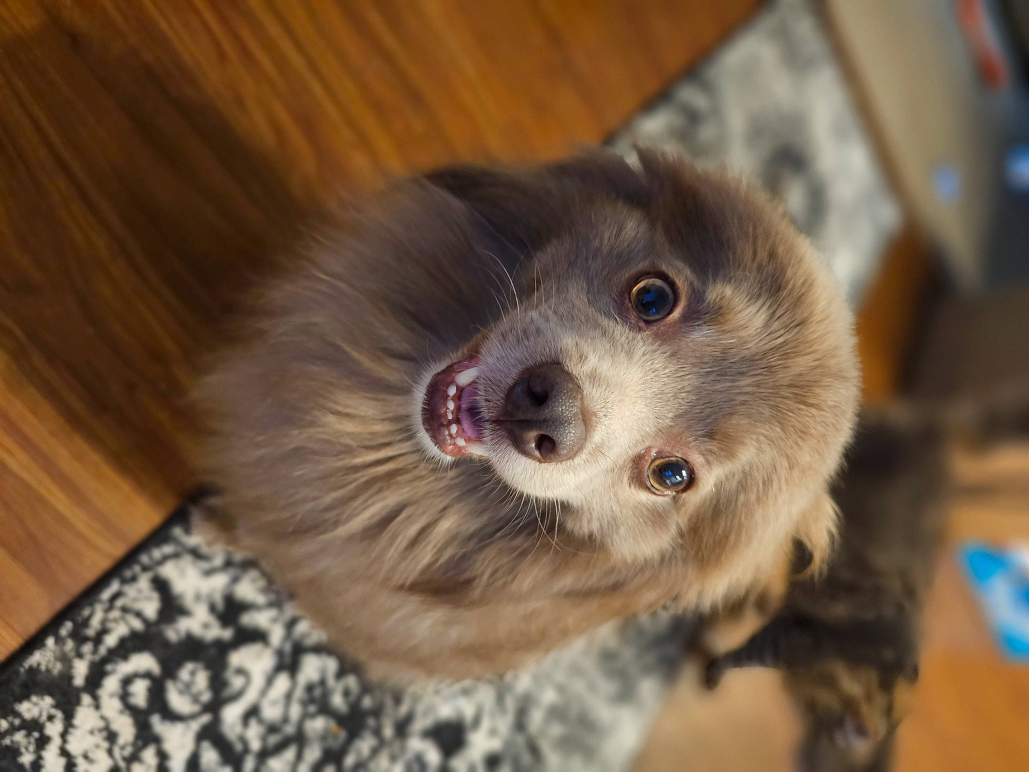 Flynn is registered to the contest to win money with this photo: canidae, carnivore, companion_dog, dog, dog_breed, flooring, fur, hardwood, liver, non_sporting_group, plank, puppy, terrestrial_animal, toy_dog, varnish, whiskers, wood, wood_stain, working_animal