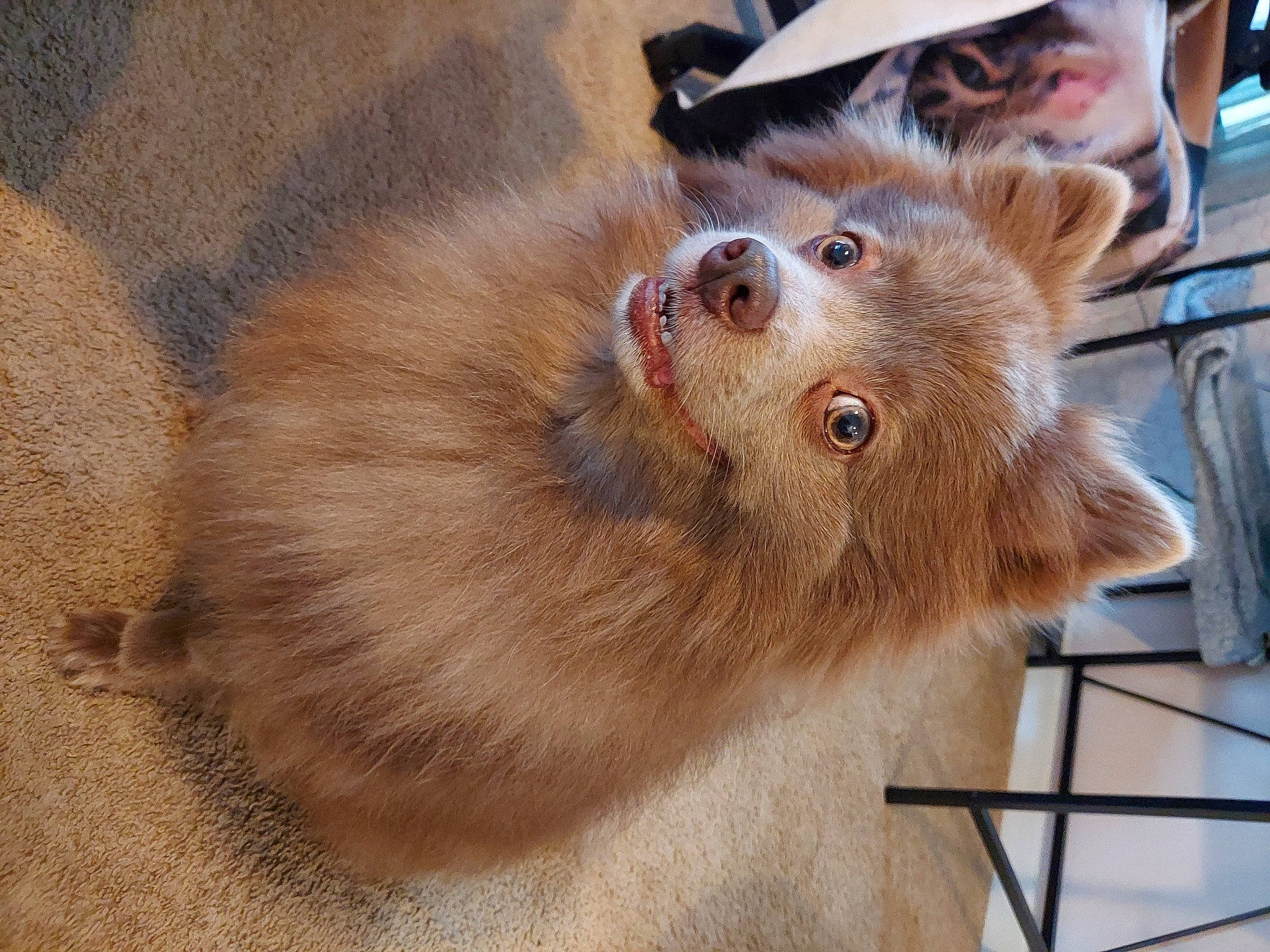 Flynn is registered to the contest to win money with this photo: canidae, carnivore, companion_dog, dog_breed, fawn, fedora, felidae, fur, hat, liver, livestock, small_to_medium_sized_cats, snout, spitz, sporting_group, terrestrial_animal, whiskers, wildlife, wood, working_animal