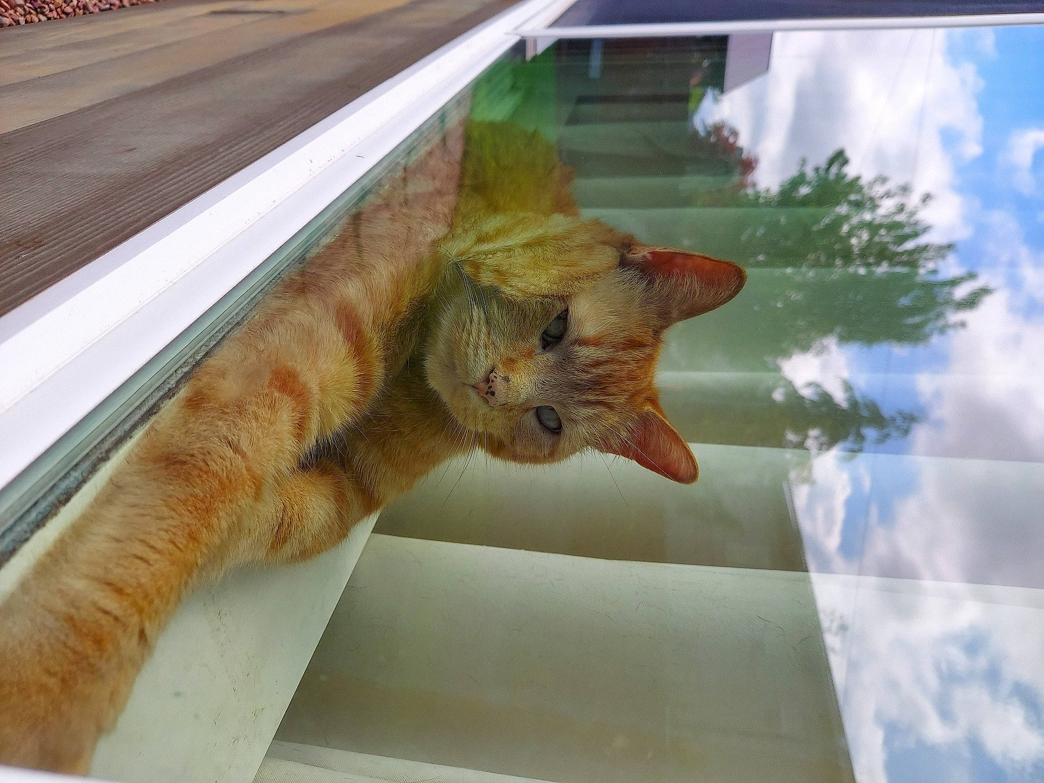 Kiba is registered to the contest to win money with this photo: art, carnivore, cat, claw, cloud, domestic_short_haired_cat, fawn, felidae, fur, paw, small_to_medium_sized_cats, tail, terrestrial_animal, whiskers, window, wood