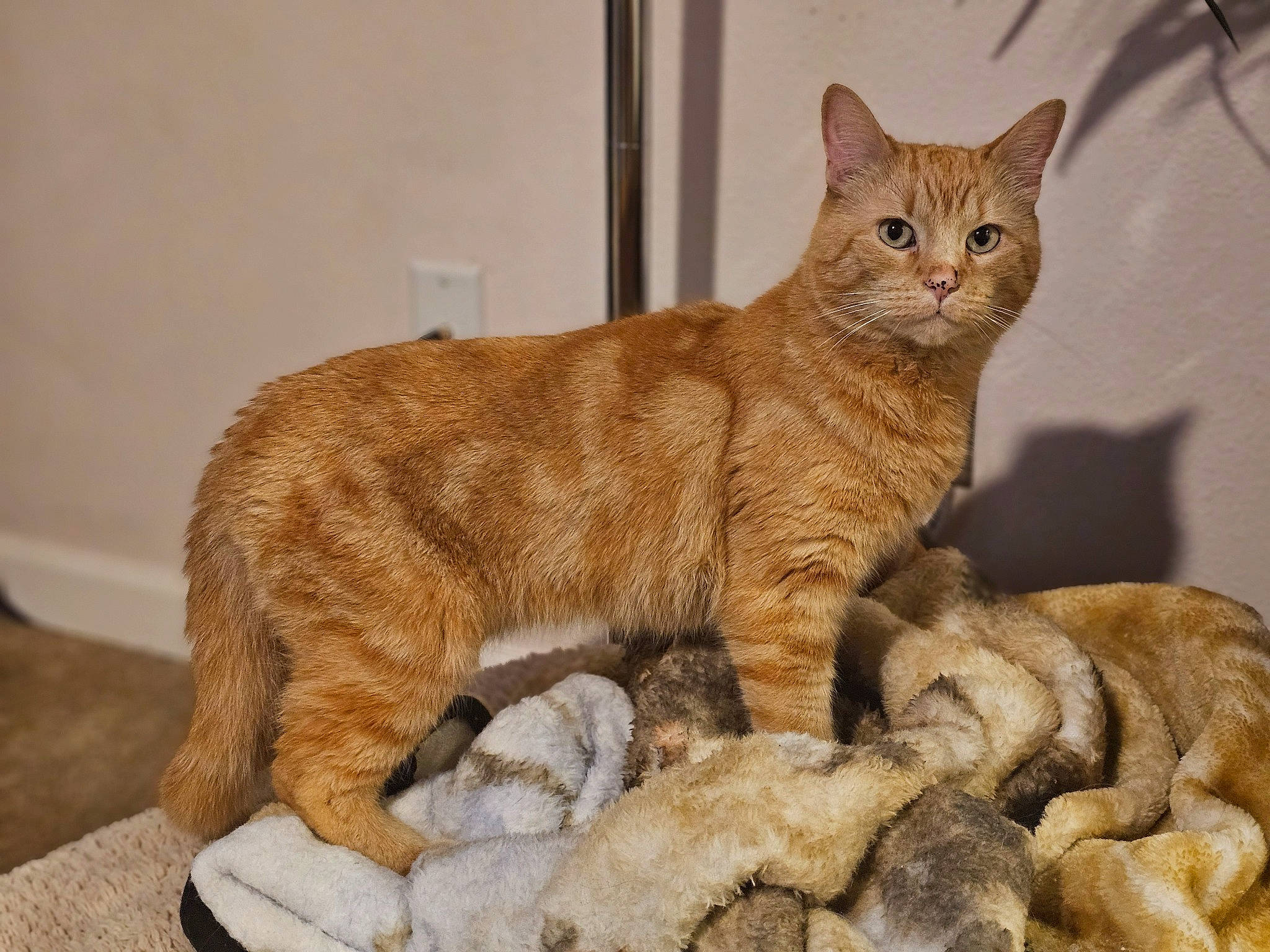 Kiba joined the competition — help win amazing prizes! carnivore, cat, cat_supply, claw, domestic_short_haired_cat, fawn, felidae, fur, small_to_medium_sized_cats, snout, tail, terrestrial_animal, whiskers, wildlife