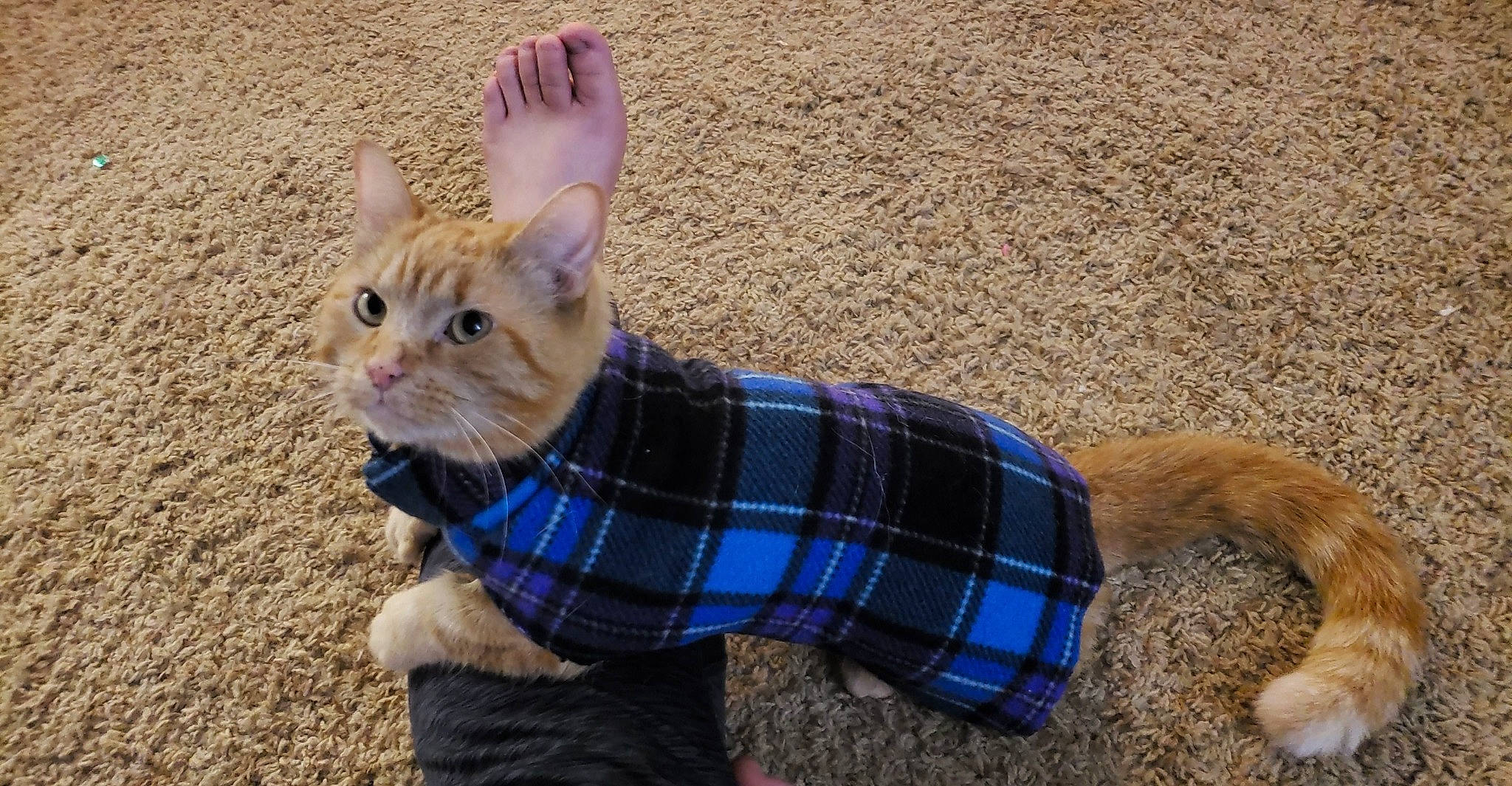 Kiba joined the competition — help win amazing prizes! carnivore, cat, companion_dog, dog_breed, domestic_short_haired_cat, fawn, felidae, foot, fur, grass, mammal, pattern, small_to_medium_sized_cats, snout, tail, tartan, terrestrial_animal, toy, vertebrate, whiskers