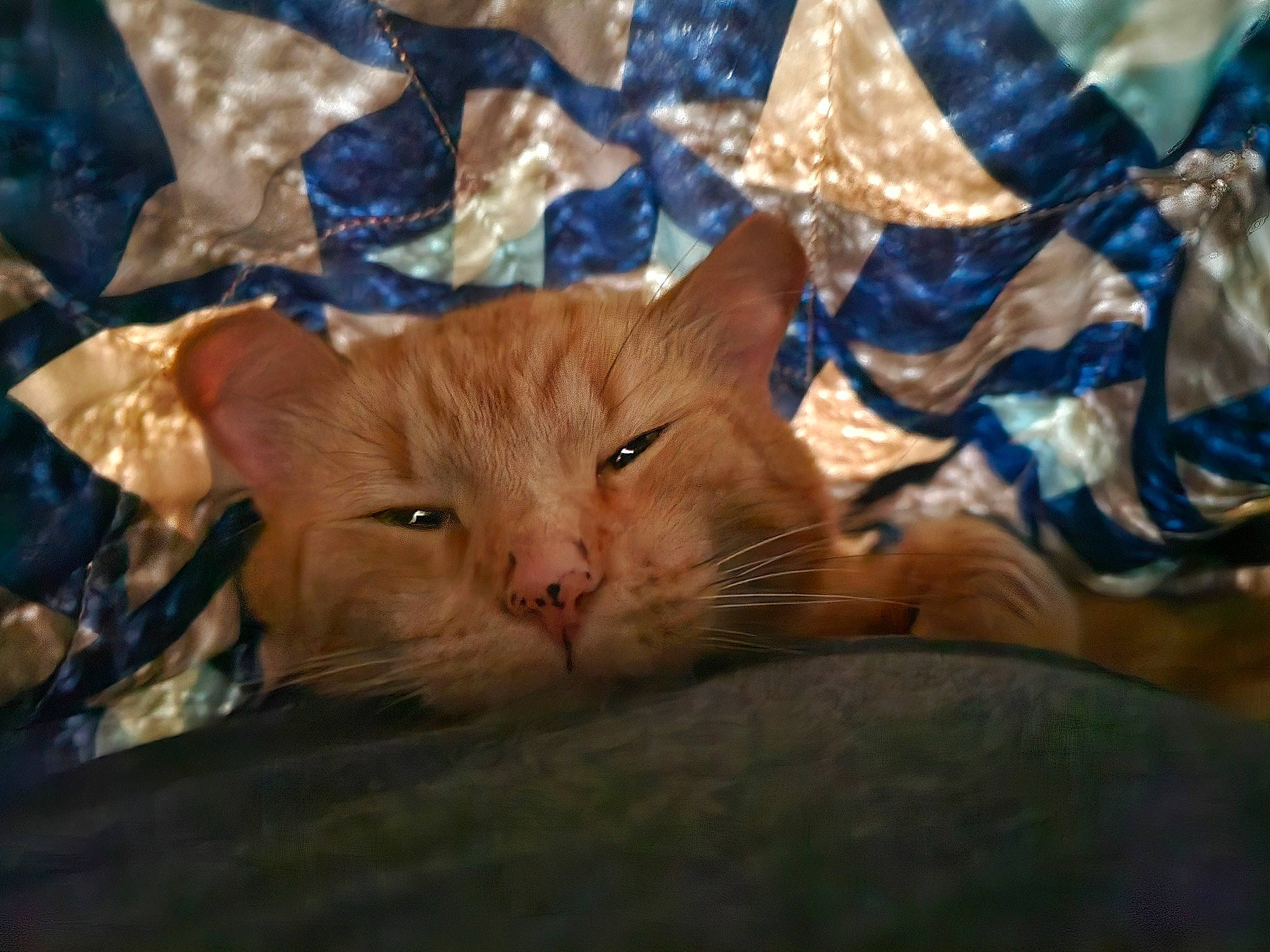 Kiba is registered to the contest to win money with this photo: carnivore, cat, comfort, domestic_short_haired_cat, electric_blue, fashion_accessory, fawn, felidae, fur, grass, linens, paper_bag, pattern, small_to_medium_sized_cats, snout, tail, textile, whiskers, wood