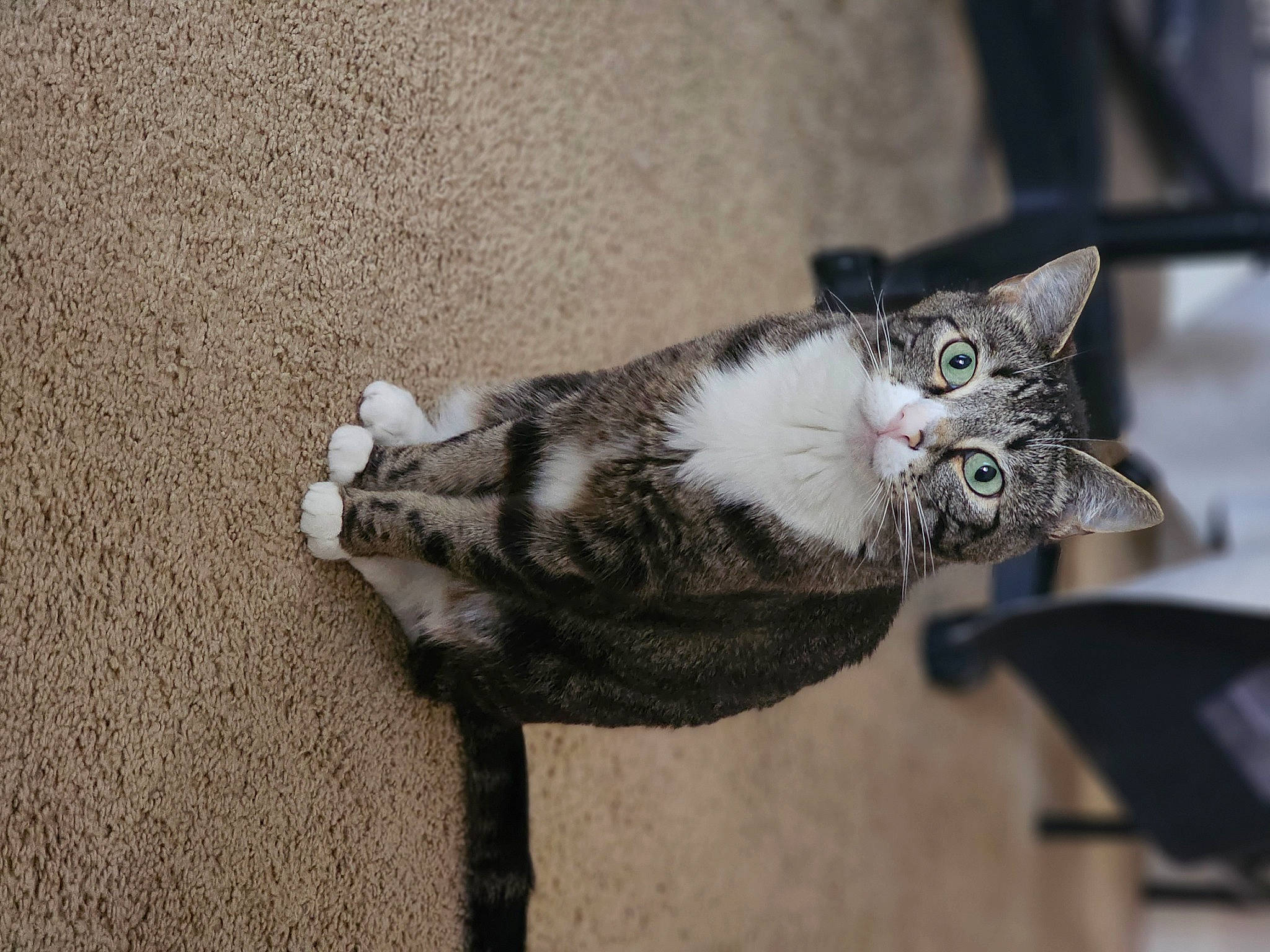 Kreacher joined the competition — help win amazing prizes! asphalt, carnivore, cat, claw, domestic_short_haired_cat, eye, felidae, fur, grey, paw, road_surface, small_to_medium_sized_cats, tail, terrestrial_animal, whiskers, window, wood