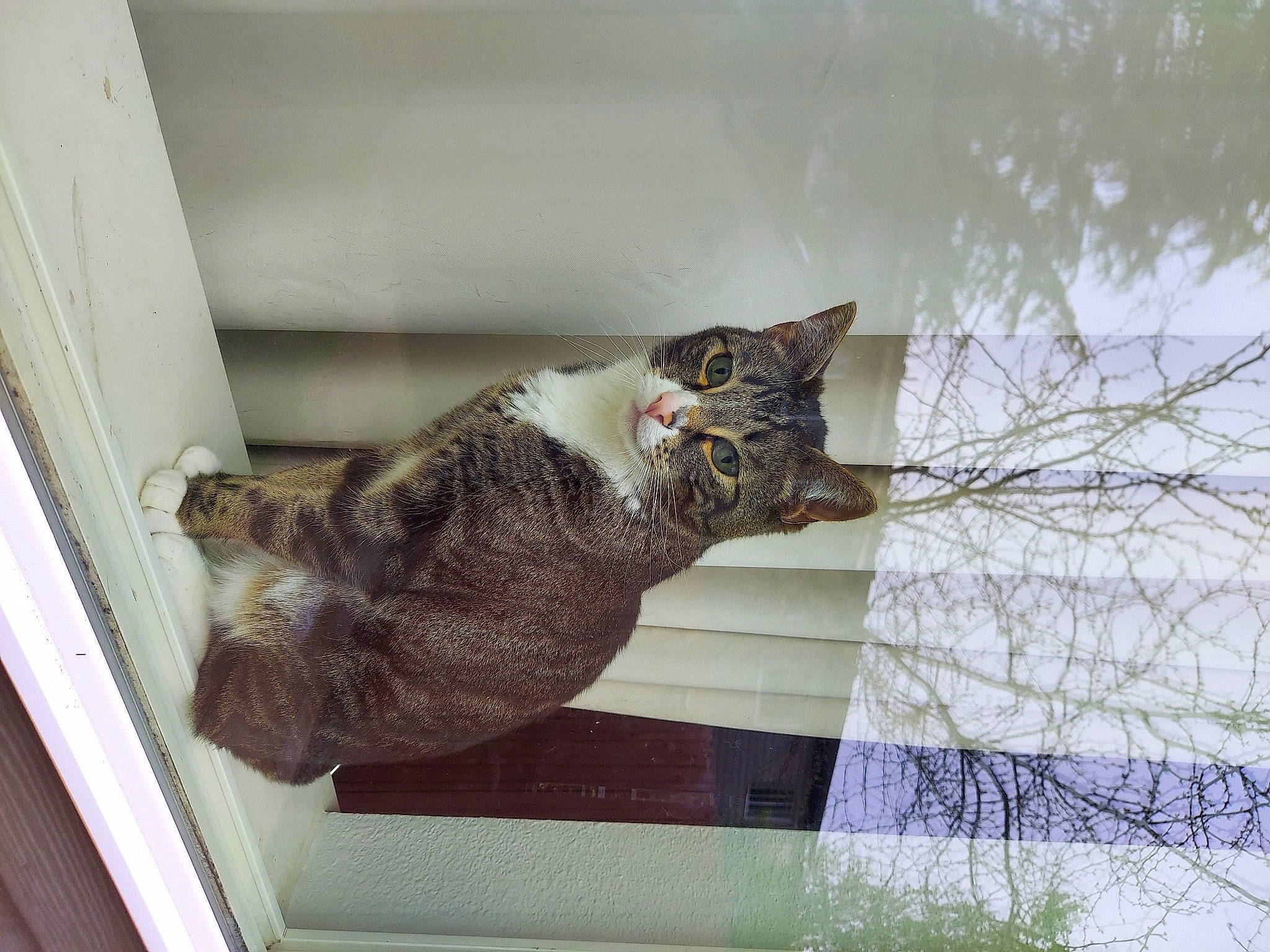 Kreacher joined the competition — help win amazing prizes! animal_shelter, carnivore, cat, domestic_short_haired_cat, felidae, fur, mesh, plant, room, small_to_medium_sized_cats, snout, tail, tree, twig, whiskers, window, wood