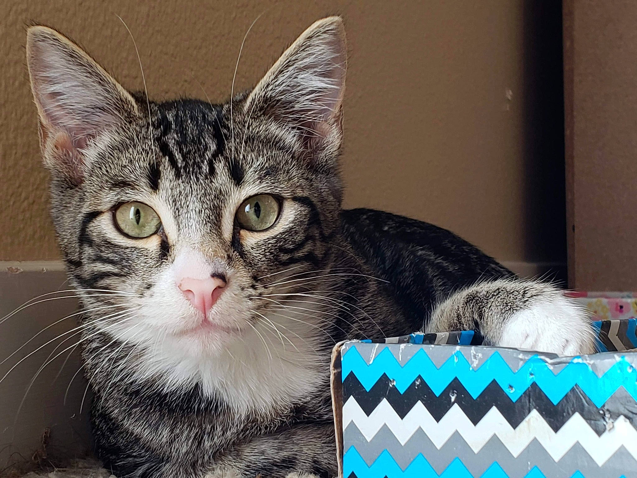 Kreacher joined the competition — help win amazing prizes! basket, box, carnivore, cat, cat_supply, claw, domestic_short_haired_cat, electric_blue, felidae, fur, pattern, paw, pet_supply, photo_caption, rectangle, small_to_medium_sized_cats, snout, terrestrial_animal, whiskers, window