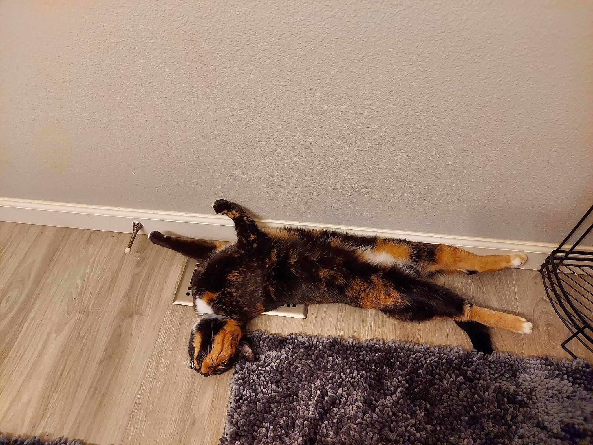 Lily is registered to the contest to win money with this photo: brown, carnivore, cat, claw, dog_breed, felidae, flooring, fur, hardwood, line, natural_material, shadow, small_to_medium_sized_cats, sporting_group, tail, tints_and_shades, tree, whiskers, wood, wood_stain