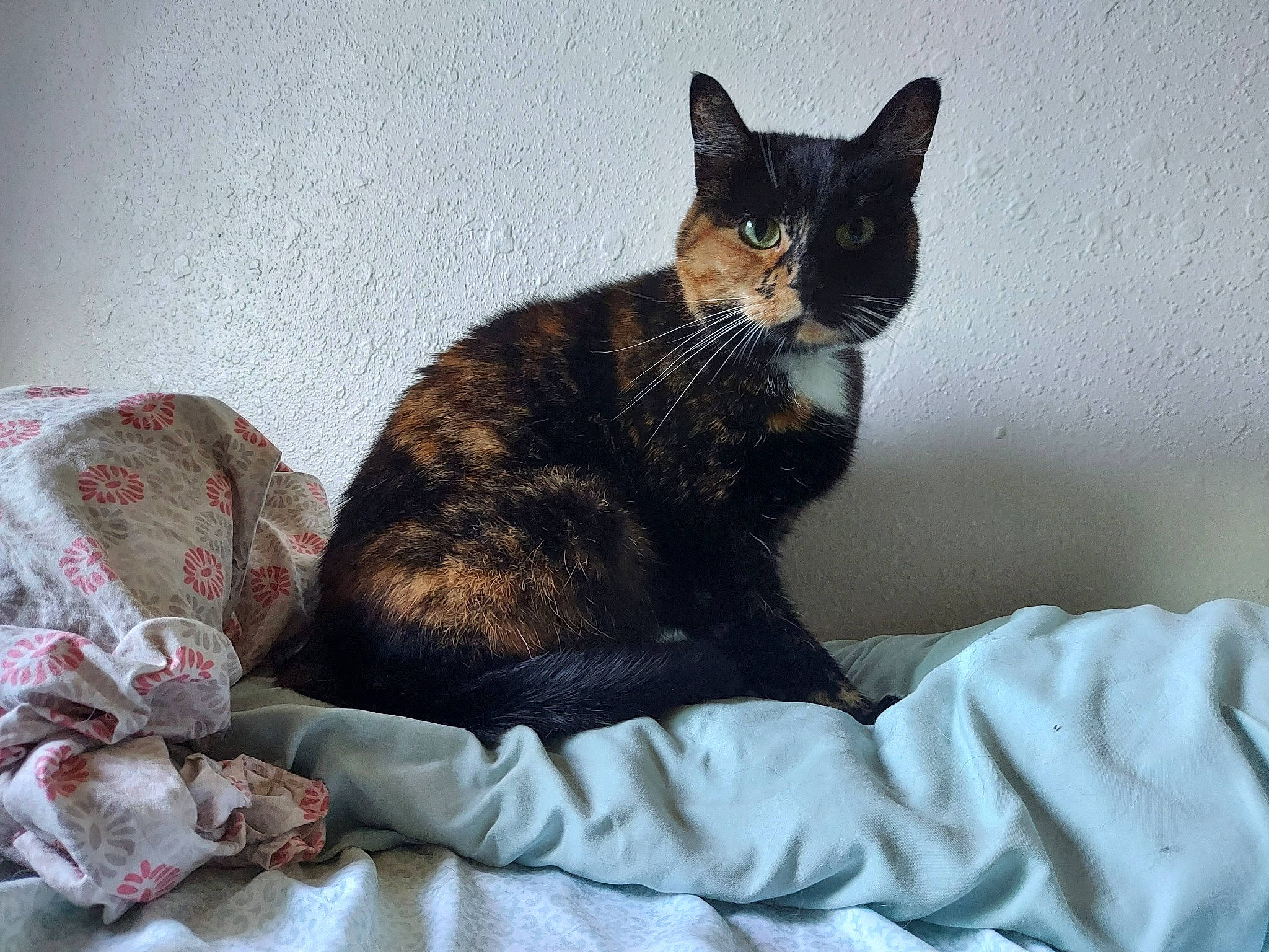 Lily joined the competition — help win amazing prizes! bed, black_cat, bombay, carnivore, cat, claw, comfort, domestic_short_haired_cat, felidae, fur, grey, linens, paw, room, sitting, small_to_medium_sized_cats, snout, tail, whiskers