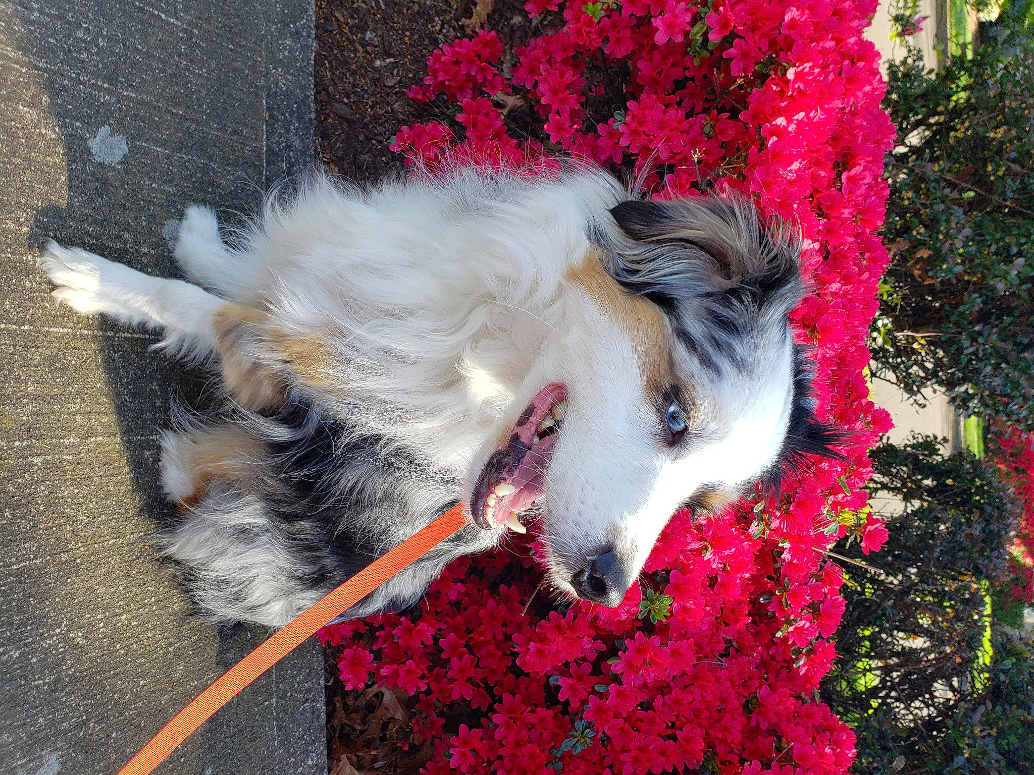 Dutch is registered to the contest to win money with this photo: annual_plant, canidae, carmine, carnivore, companion_dog, dog, dog_breed, dog_supply, fawn, felidae, flower, fur, grass, groundcover, petal, plant, red, sporting_group, tail, toy_dog