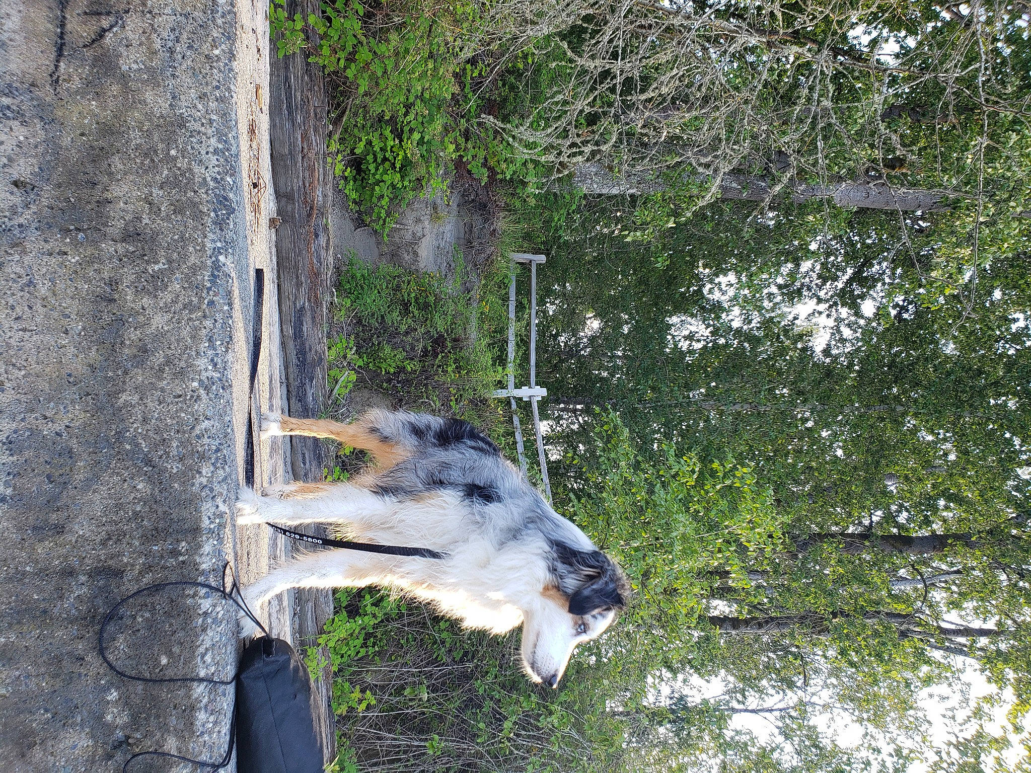 Dutch is registered to the contest to win money with this photo: branch, canidae, carnivore, concrete, dog, dog_breed, forest, grass, landscape, plant, reflection, sporting_group, tail, tree, trunk, twig, water, wildlife, wood, working_animal