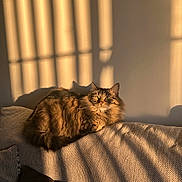 Leia is registered to the contest to win money with this photo: cat, tabby_cat, fluffy_cat, couch, indoor, sunlight, shadow, window_shadow, cozy, relaxing, pet, feline, fur, alert, resting, home, texture, golden_hour, warm_light, domestic_cat