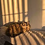 cat, tabby_cat, fluffy_cat, couch, indoor, sunlight, shadow, window_shadow, cozy, relaxing, pet, feline, fur, alert, resting, home, texture, golden_hour, warm_light, domestic_cat