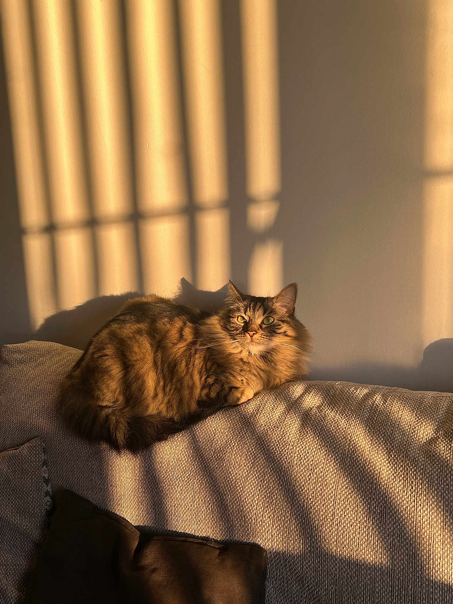 Leia is registered to the contest to win money with this photo: cat, tabby_cat, fluffy_cat, couch, indoor, sunlight, shadow, window_shadow, cozy, relaxing, pet, feline, fur, alert, resting, home, texture, golden_hour, warm_light, domestic_cat