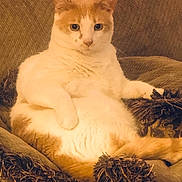 Opie joined the competition — help win amazing prizes! cat, orange_and_white, lounging, couch, indoor, pet, feline, relaxed, fluffy, cozy, fur, whiskers, sitting, domestic_animal, comfort, home, cushion, furniture, portrait, looking_at_camera