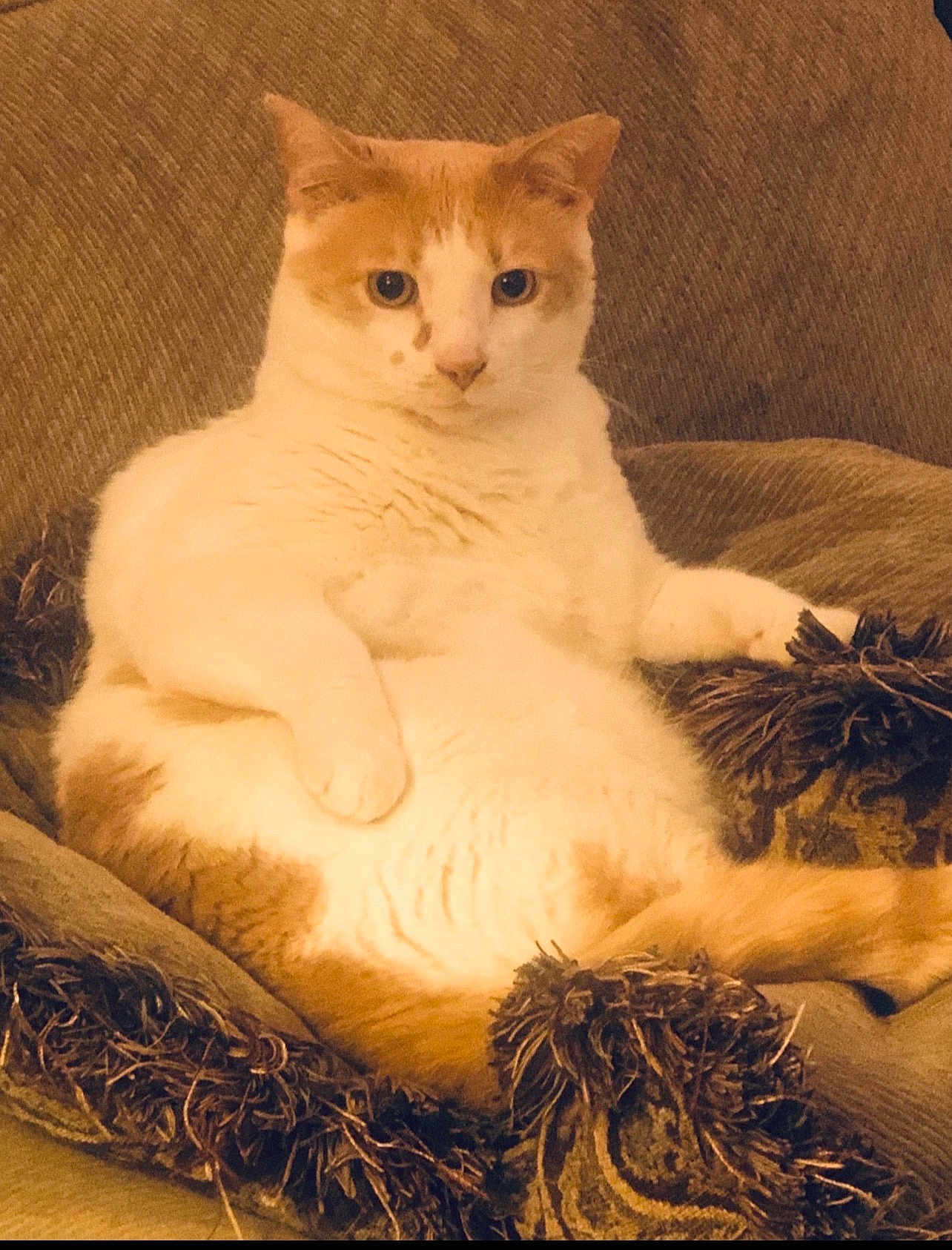 Opie joined the competition — help win amazing prizes! cat, orange_and_white, lounging, couch, indoor, pet, feline, relaxed, fluffy, cozy, fur, whiskers, sitting, domestic_animal, comfort, home, cushion, furniture, portrait, looking_at_camera