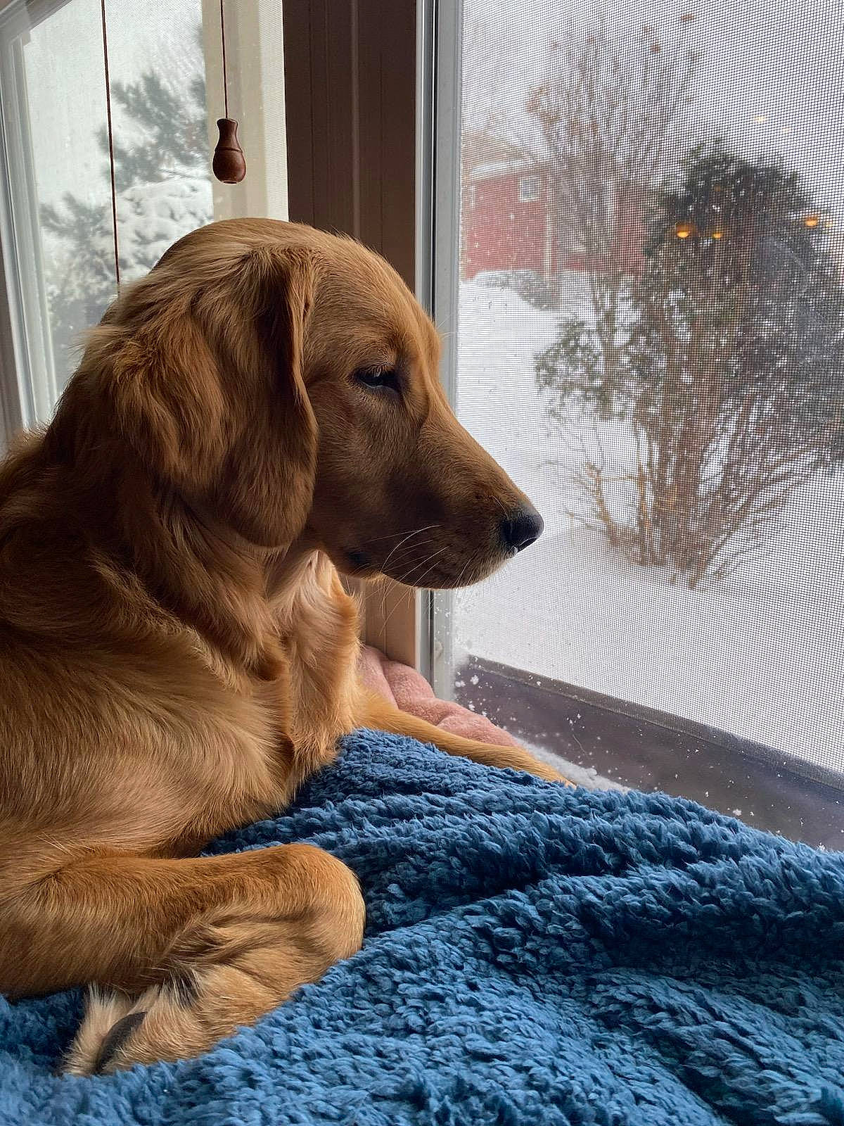 Cedar joined the competition — help win amazing prizes! canidae, carnivore, comfort, companion_dog, dog, dog_breed, fawn, flooring, freezing, fur, gun_dog, liver, plant, snout, snow, tree, whiskers, window, wood, working_animal