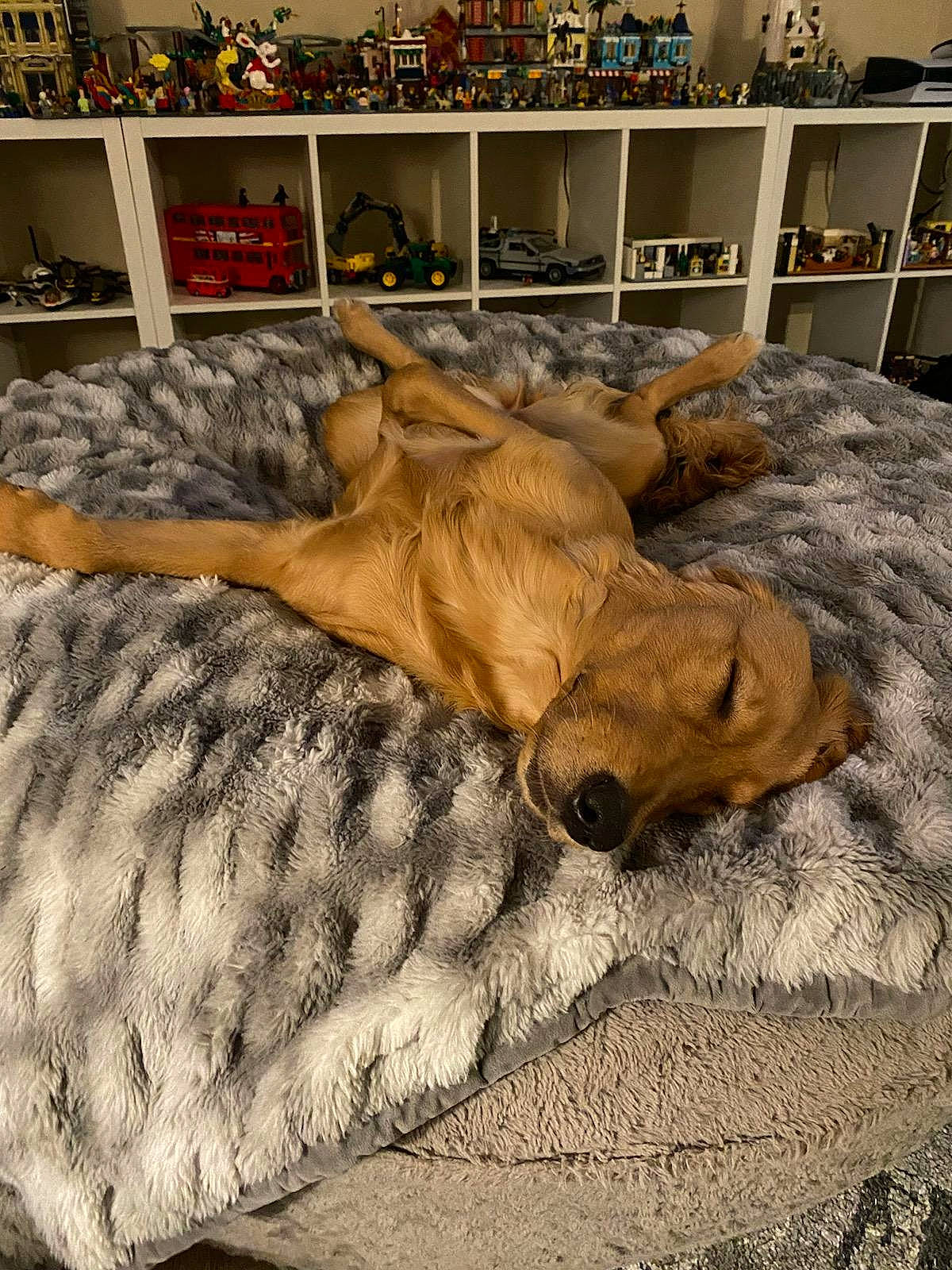 Cedar is registered to the contest to win money with this photo: comfort, couch, dog_breed, fawn, felidae, flooring, fur, hardwood, hide, linens, mammal, picture_frame, room, shelf, shelving, terrestrial_animal, tree, vertebrate, wood, working_animal