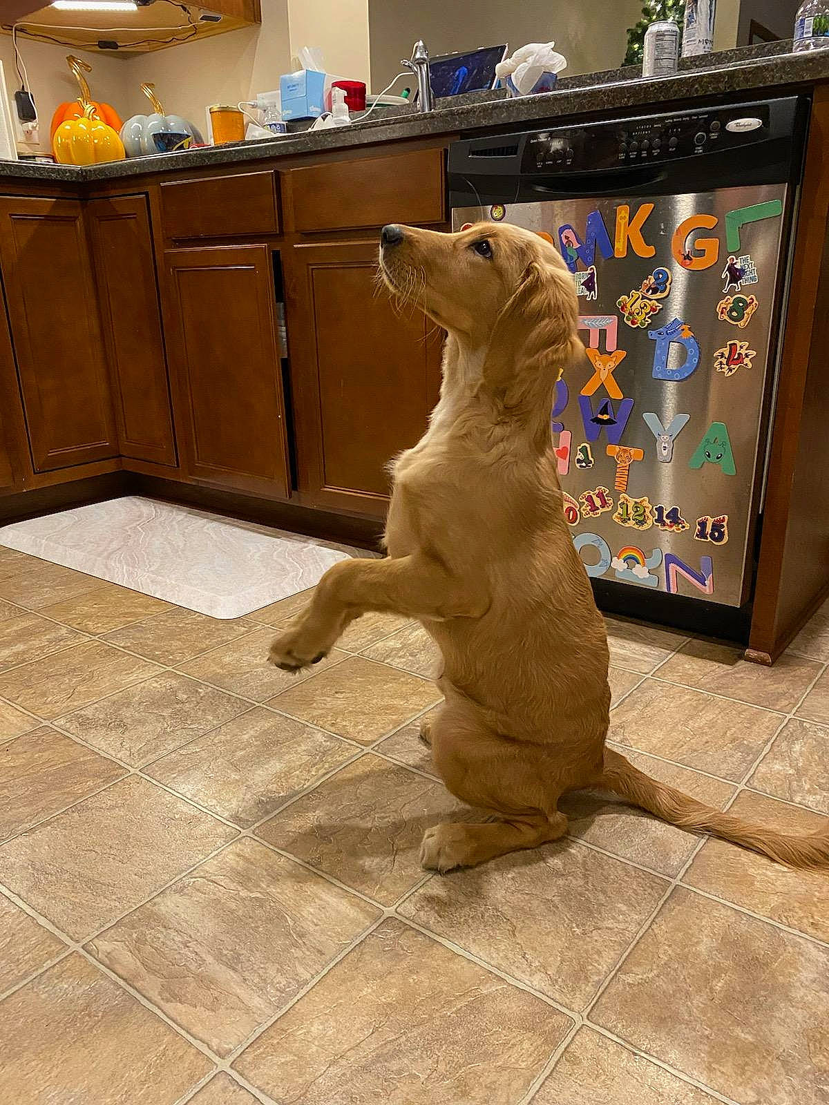 Cedar is registered to the contest to win money with this photo: art, cabinetry, canidae, carnivore, companion_dog, countertop, dog, dog_breed, fawn, felidae, floor, flooring, fur, hardwood, kitchen, room, small_to_medium_sized_cats, sporting_group, tail, wood