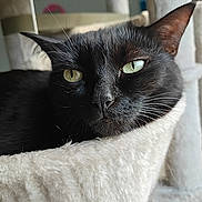 Isis a rejoint le concours — aidez-le/la à gagner de superbes lots ! cat, black_cat, pet, close_up, relaxing, cat_tree, hammock, green_eyes, whiskers, fur, portrait, indoor, cozy, sleepy, feline, ears, nose, muzzle, animal, home